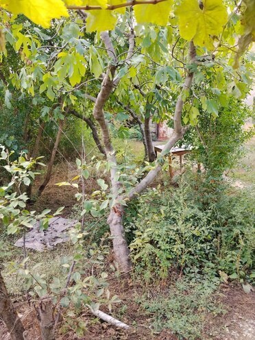Satılır 7 otaqlı həyət evi/bağ evi 200 m², İnşaatçılar m., photo 5 from 25