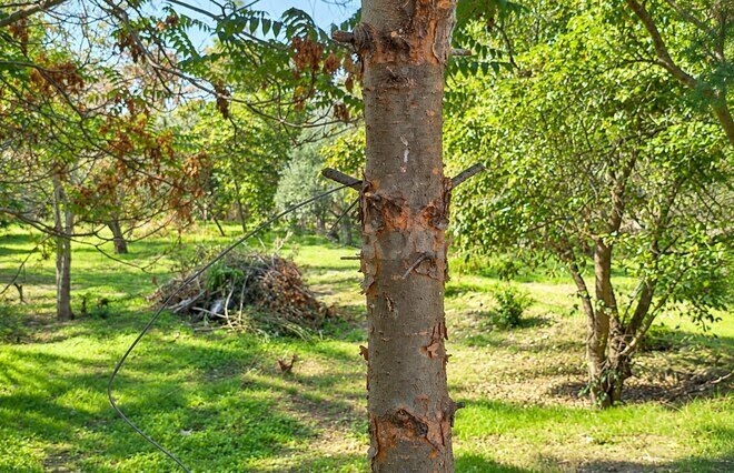 Продается  участок 46 сот, м. Шах Исмаил Хатаи, photo 5 from 11