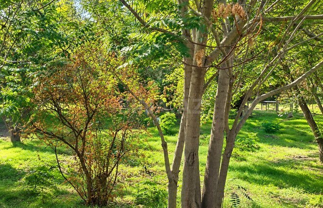 Продается  участок 46 сот, м. Шах Исмаил Хатаи, photo 6 from 11