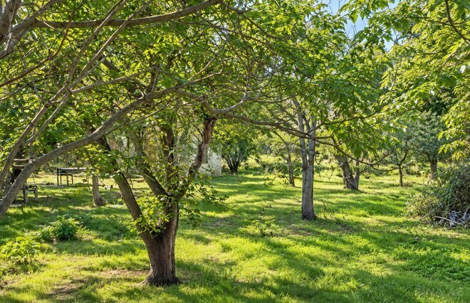 Продается  участок 46 сот, м. Шах Исмаил Хатаи, photo 8 from 11