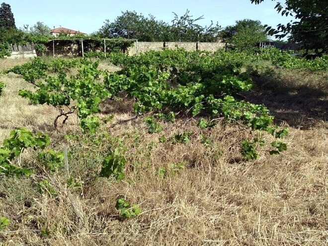 Satılır  torpaq 12 sot, Görədil q., photo 4 from 7