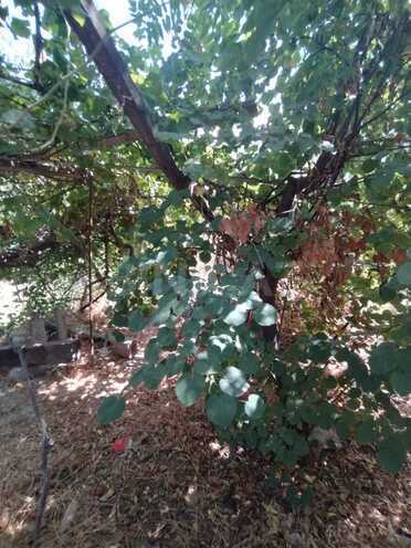 Satılır  torpaq 6 sot, Zirə q., photo 3 from 6