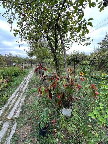 Satılır  torpaq 60 sot, photo 5 from 21