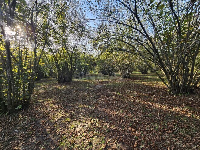 Продаётся  участок 31 сот, photo 3 from 8