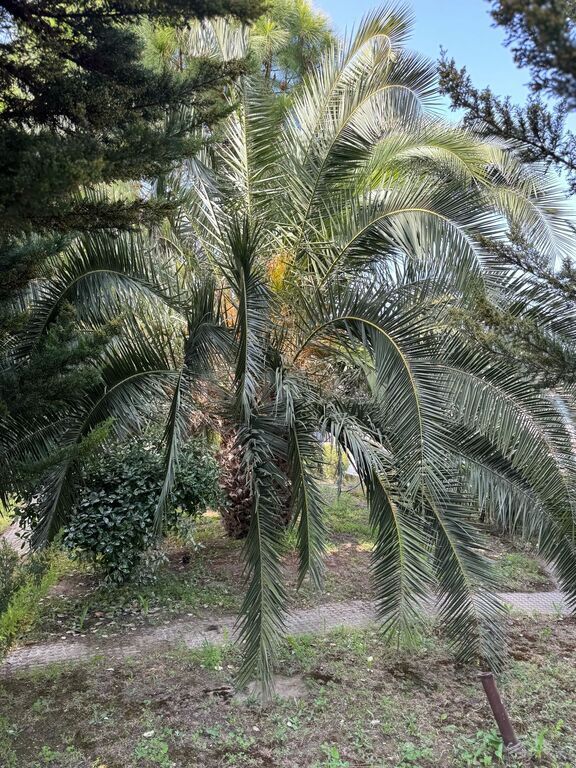 5 otaqlı həyət evi/bağ evi - Mərdəkan q. - 300 m² (24)