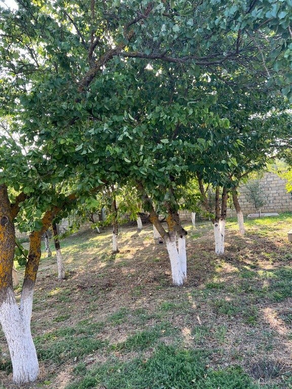 5 otaqlı həyət evi/bağ evi - Xızı - 180 m² (11)