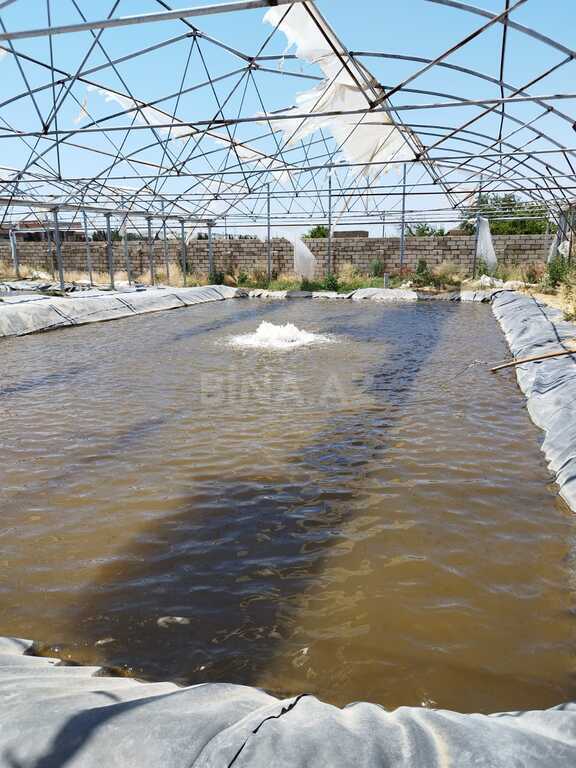 Obyekt - Türkan q. - 10000 m² (12)