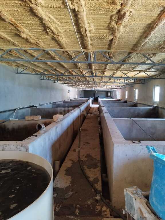 Obyekt - Türkan q. - 10000 m² (20)