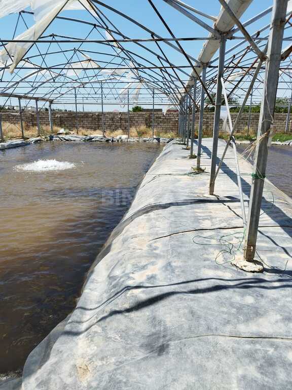 Obyekt - Türkan q. - 10000 m² (10)