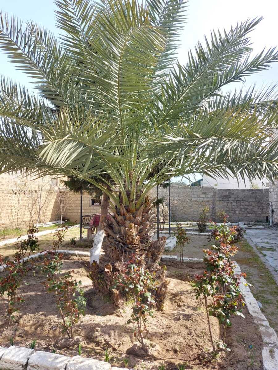 5 otaqlı həyət evi/bağ evi - Mərdəkan q. - 250 m² (11)