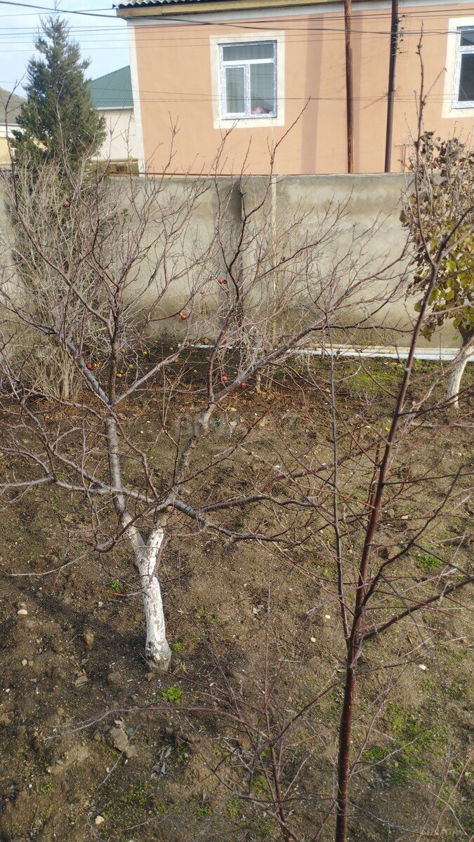 5 otaqlı həyət evi/bağ evi - Bahar q. - 175 m² (11)