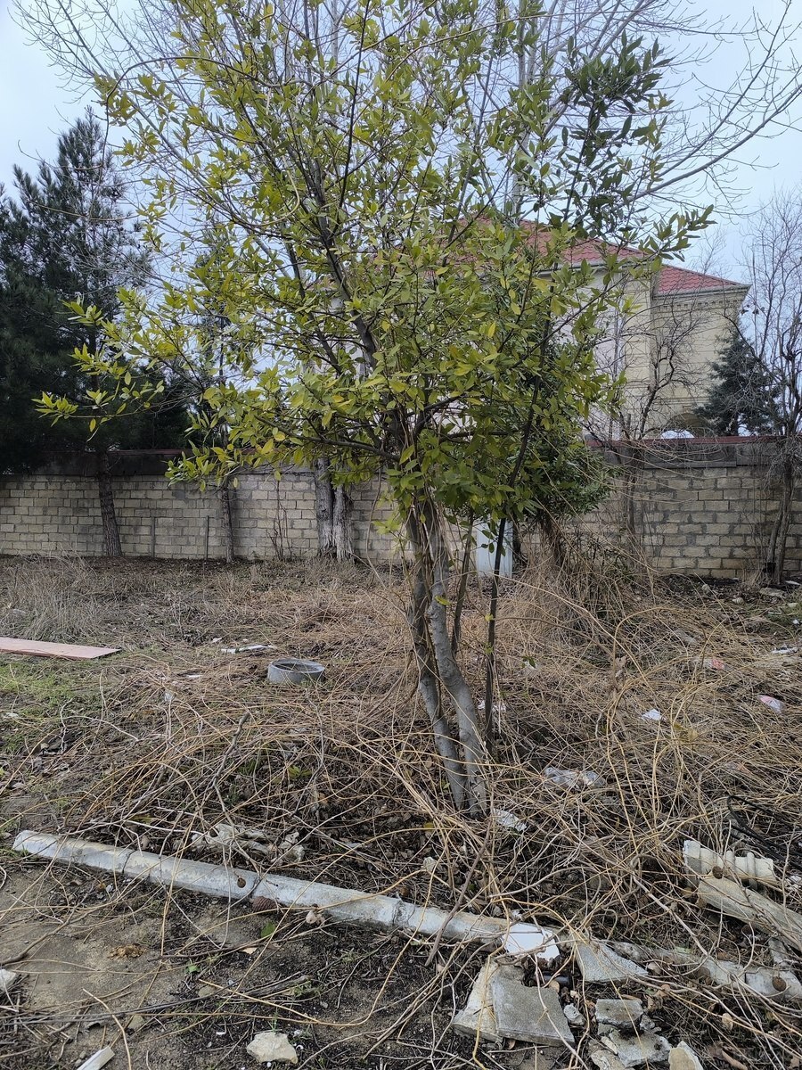 Участок - пос. Горадил - 3 сот (1)
