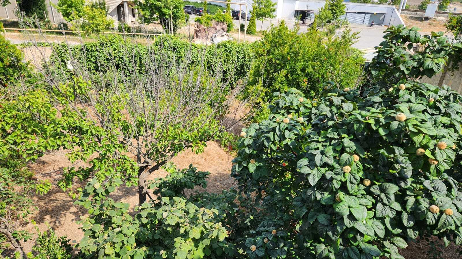 5 otaqlı həyət evi/bağ evi - Novxanı q. - 300 m² (9)