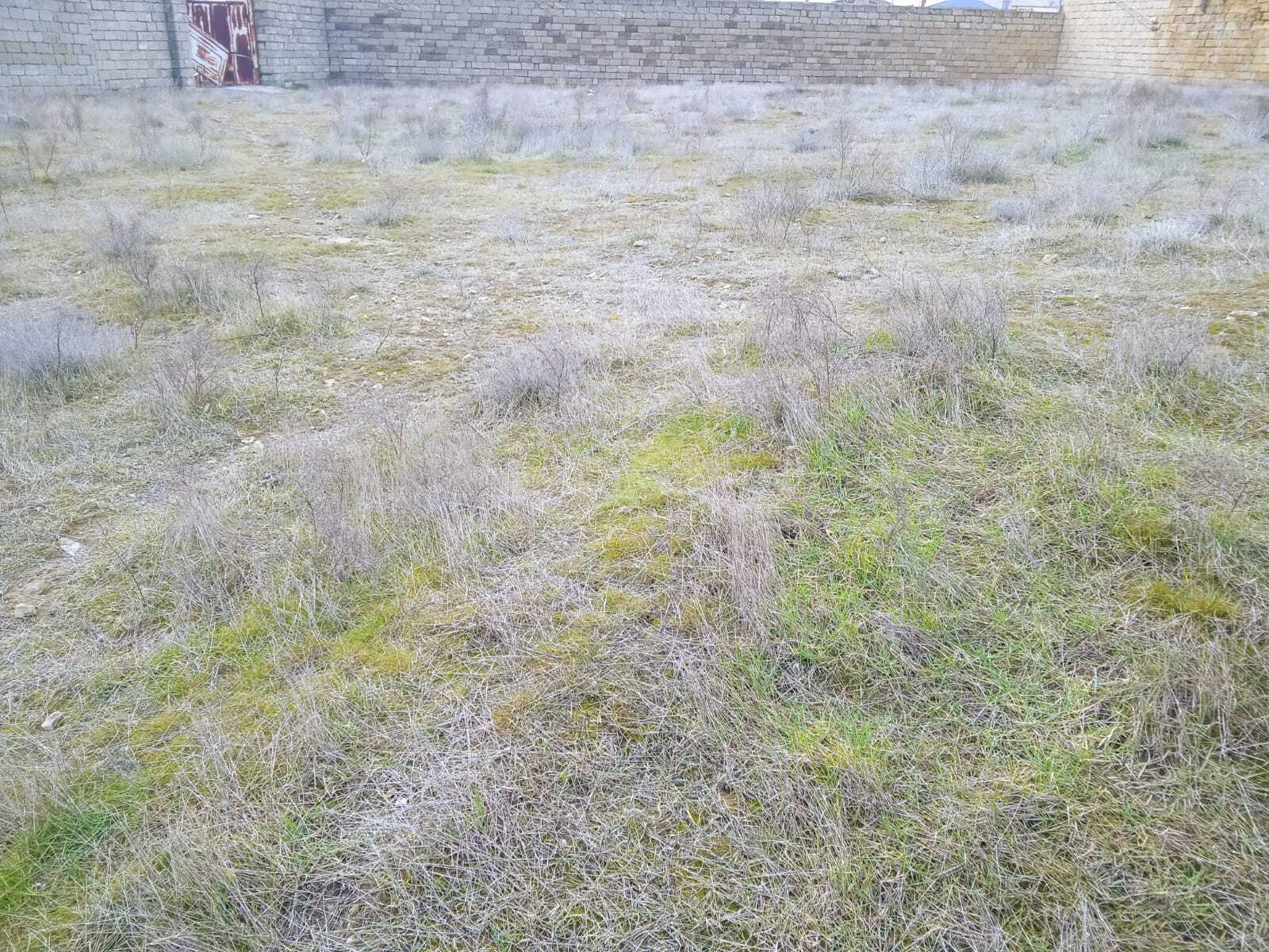 Torpaq - Badamdar q. - 14 sot (4)