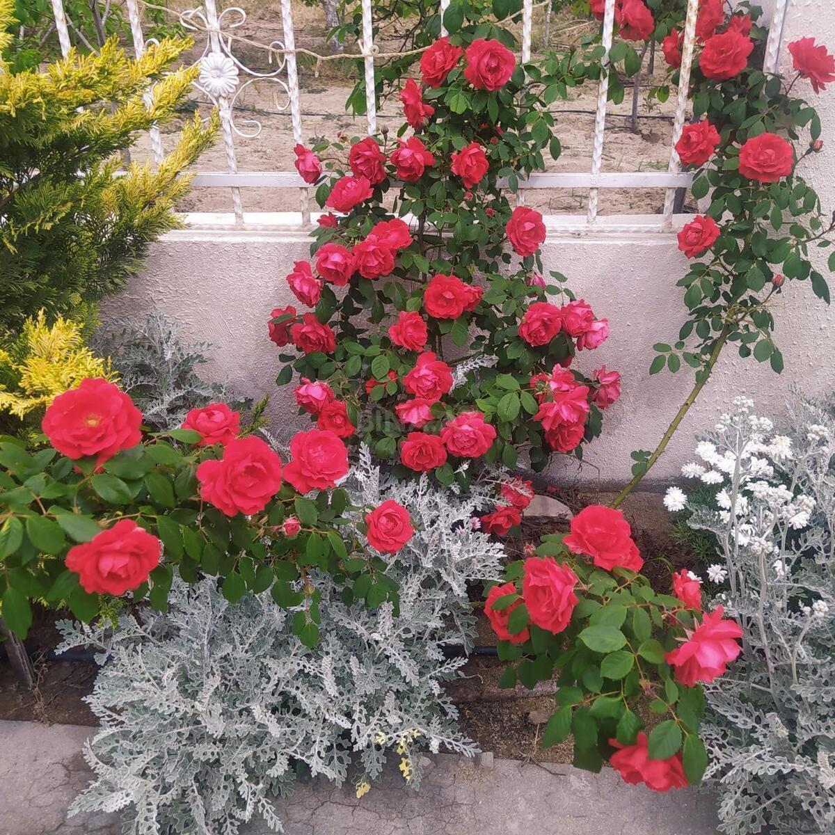 3 otaqlı həyət evi/bağ evi - Abşeron r. - 130 m² (25)