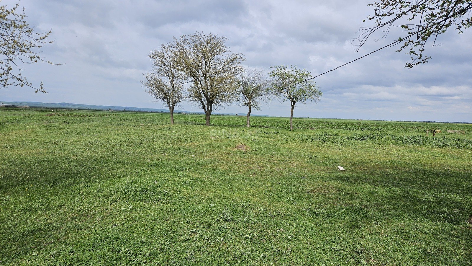 Torpaq - Cəlilabad - 58 sot (2)