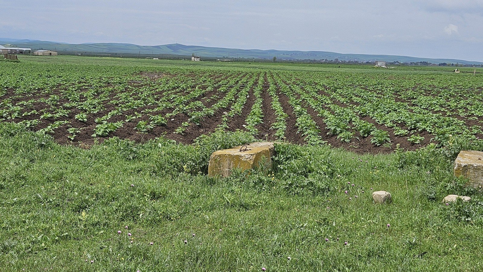 Torpaq - Cəlilabad - 58 sot (3)