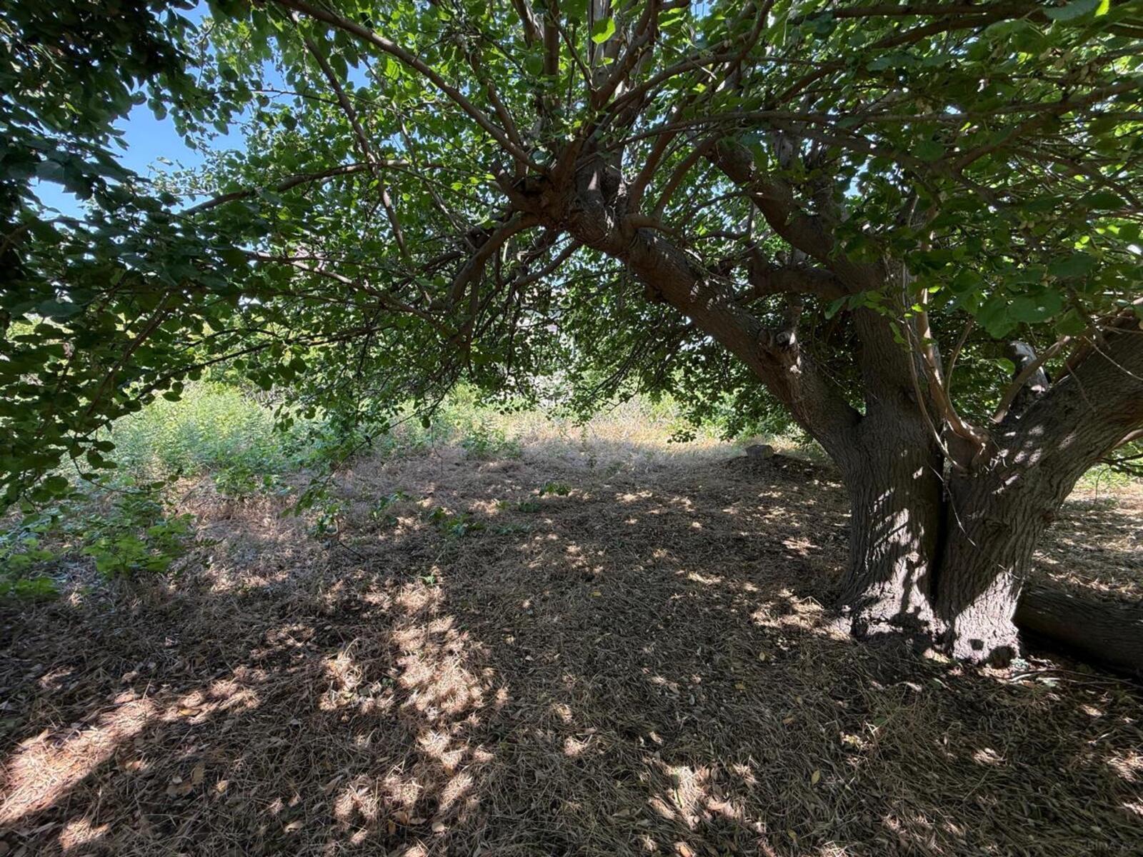5 otaqlı həyət evi/bağ evi - Novxanı q. - 180 m² (16)