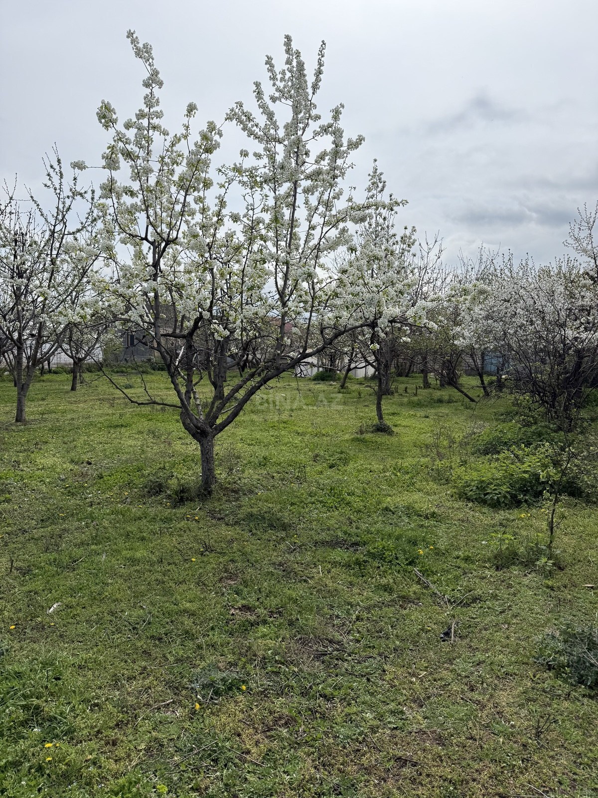 1-комн. дом/дача - Шамкир - 70 м² (9)