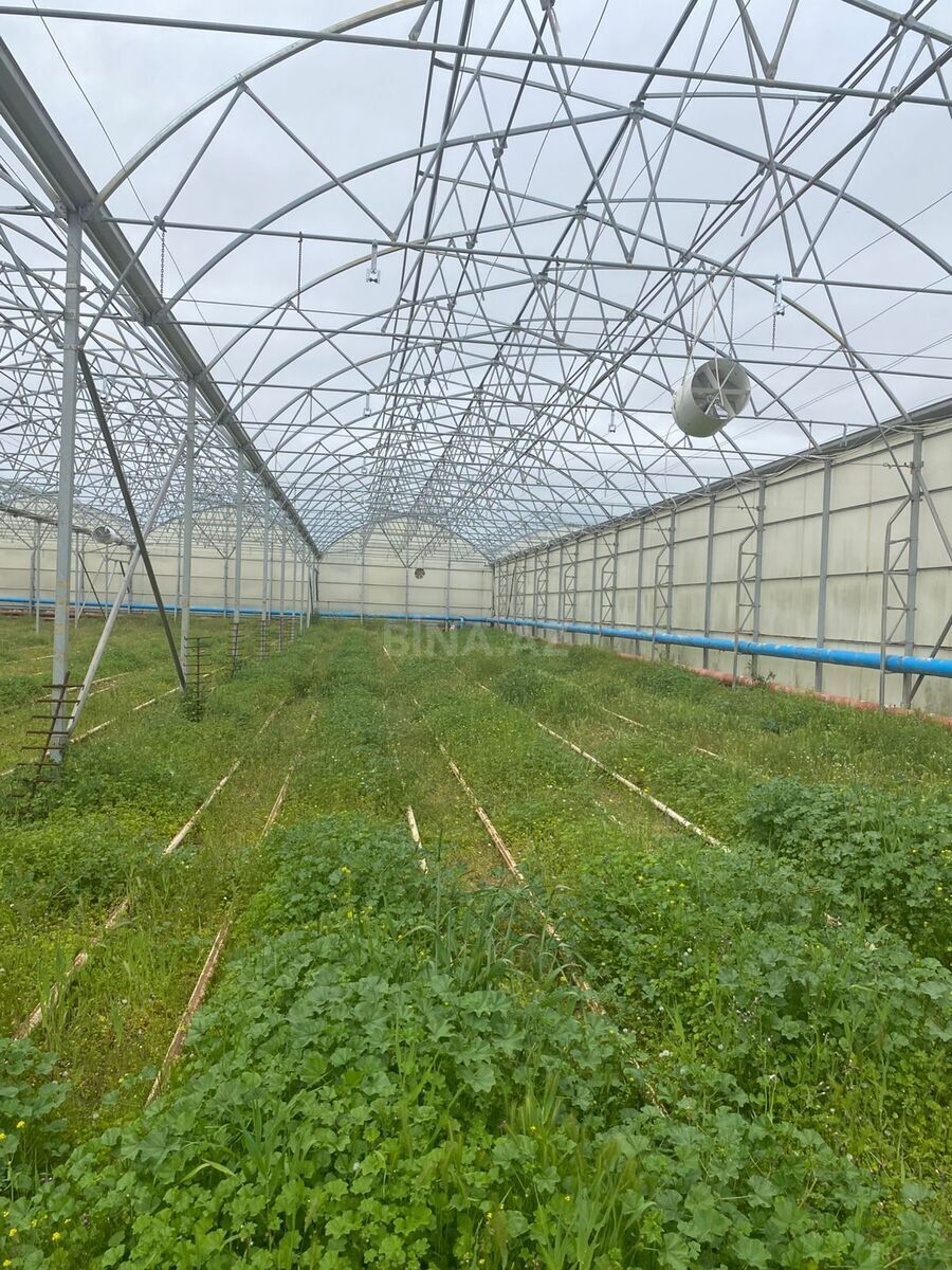 Obyekt - Zirə q. - 74000 m² (5)