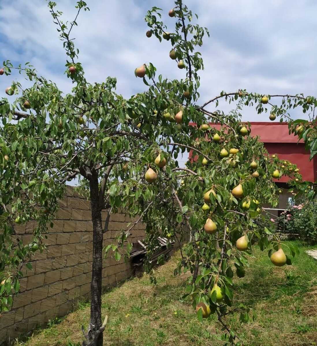 4-комн. дом/дача - Шемаха - 120 м² (6)