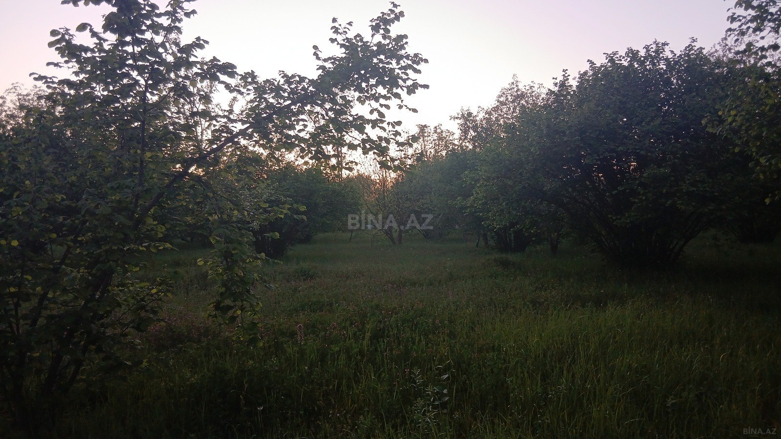 Участок - Габала - 35 сот (5)