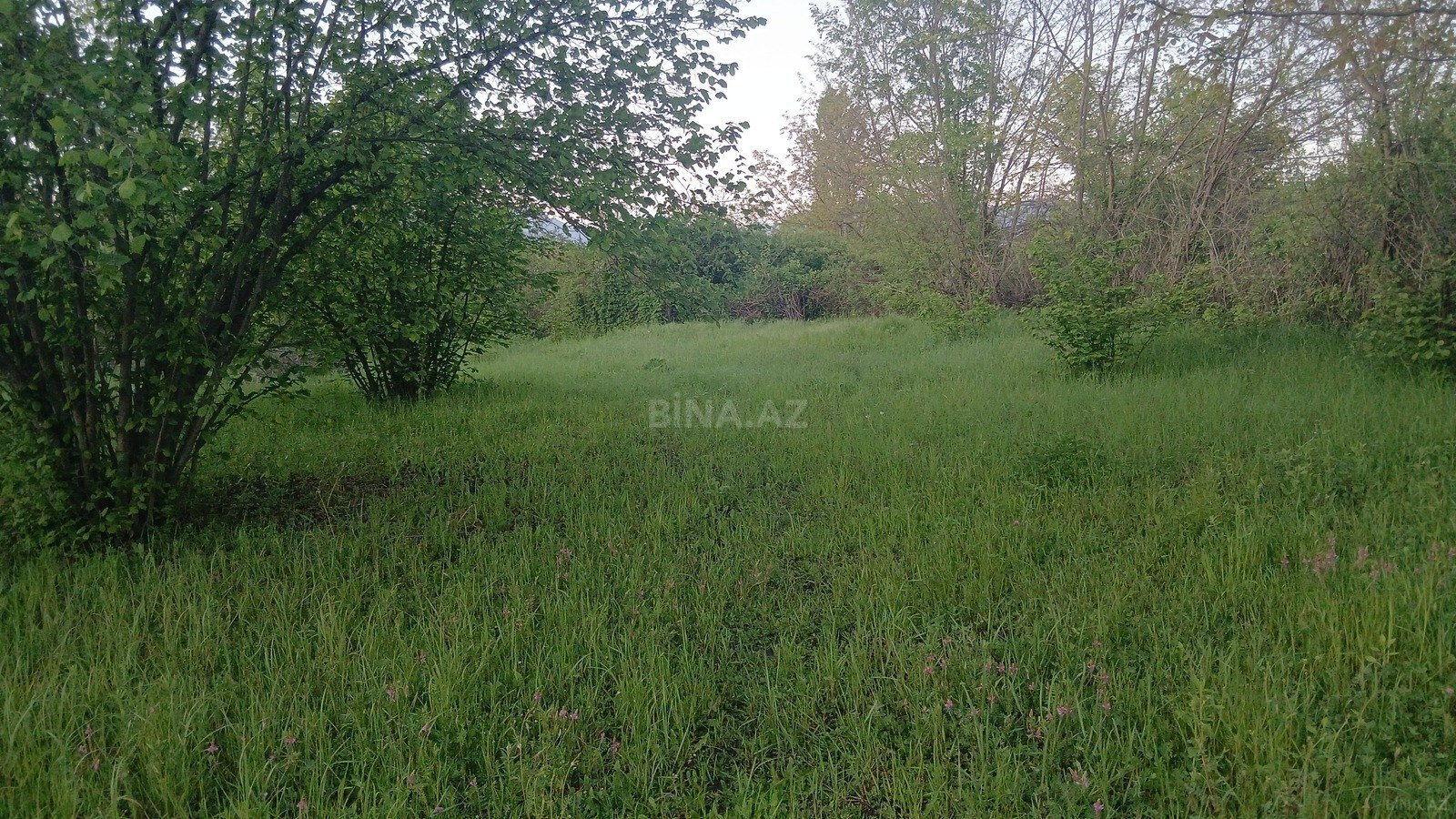 Участок - Габала - 35 сот (4)