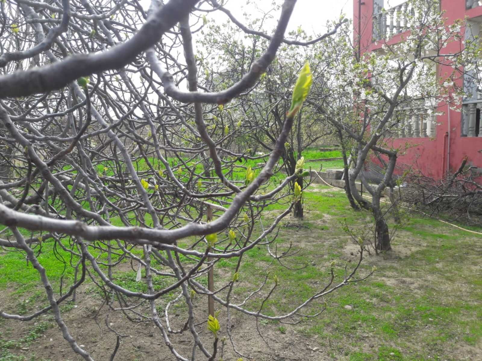 5 otaqlı həyət evi/bağ evi - Görədil q. - 206 m² (2)