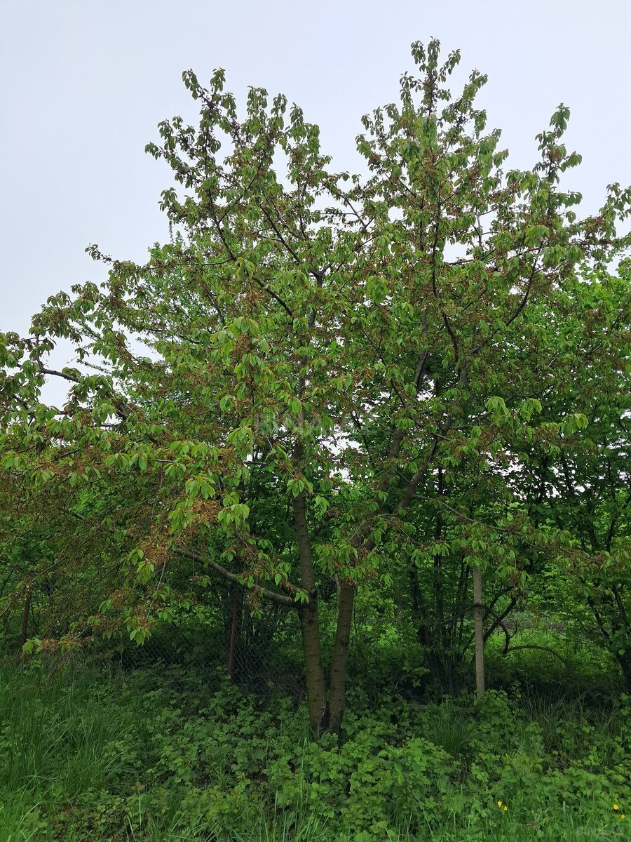 Участок - Губа - 8 сот (7)