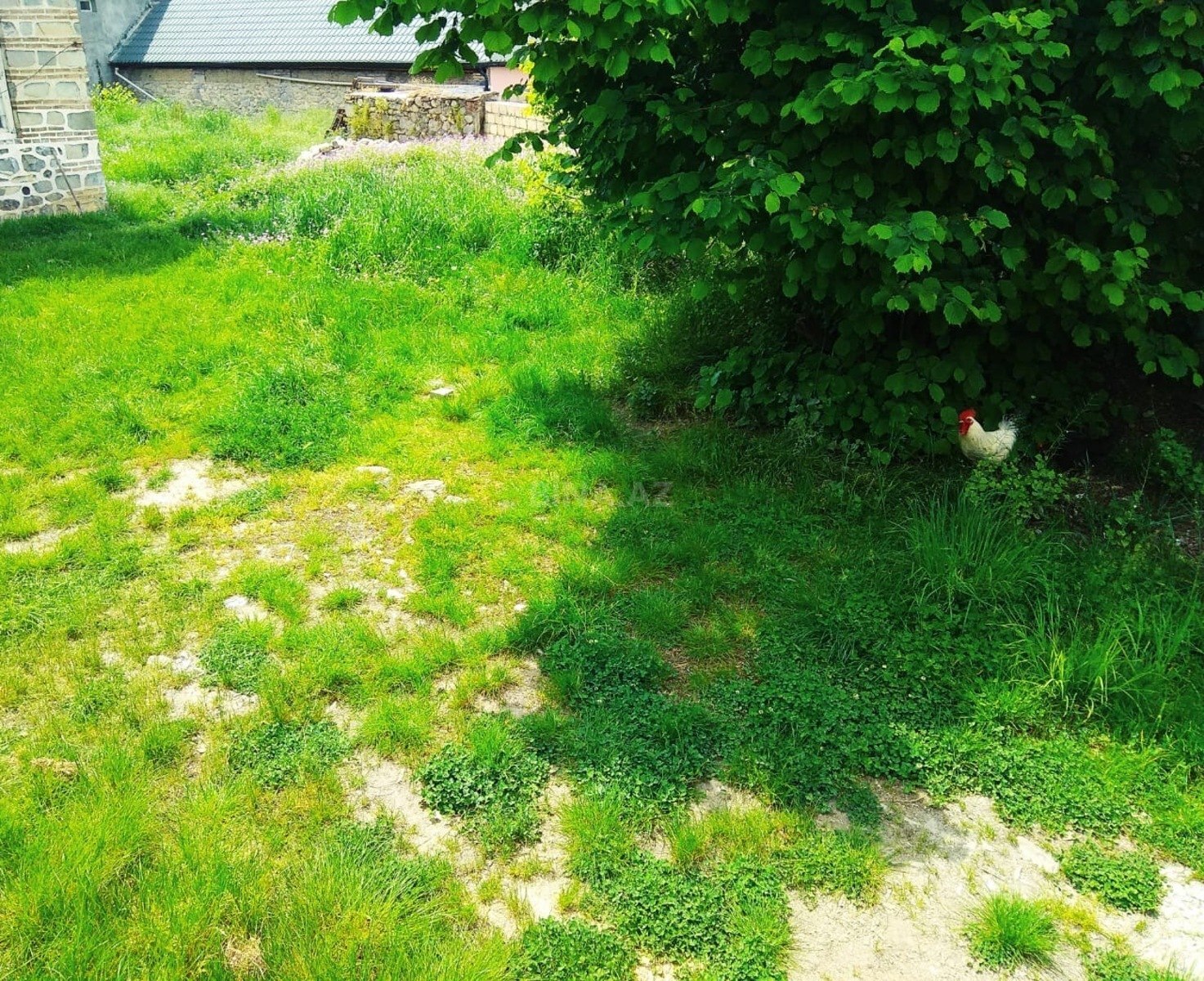 6 otaqlı həyət evi/bağ evi - Şəki - 500 m² (7)
