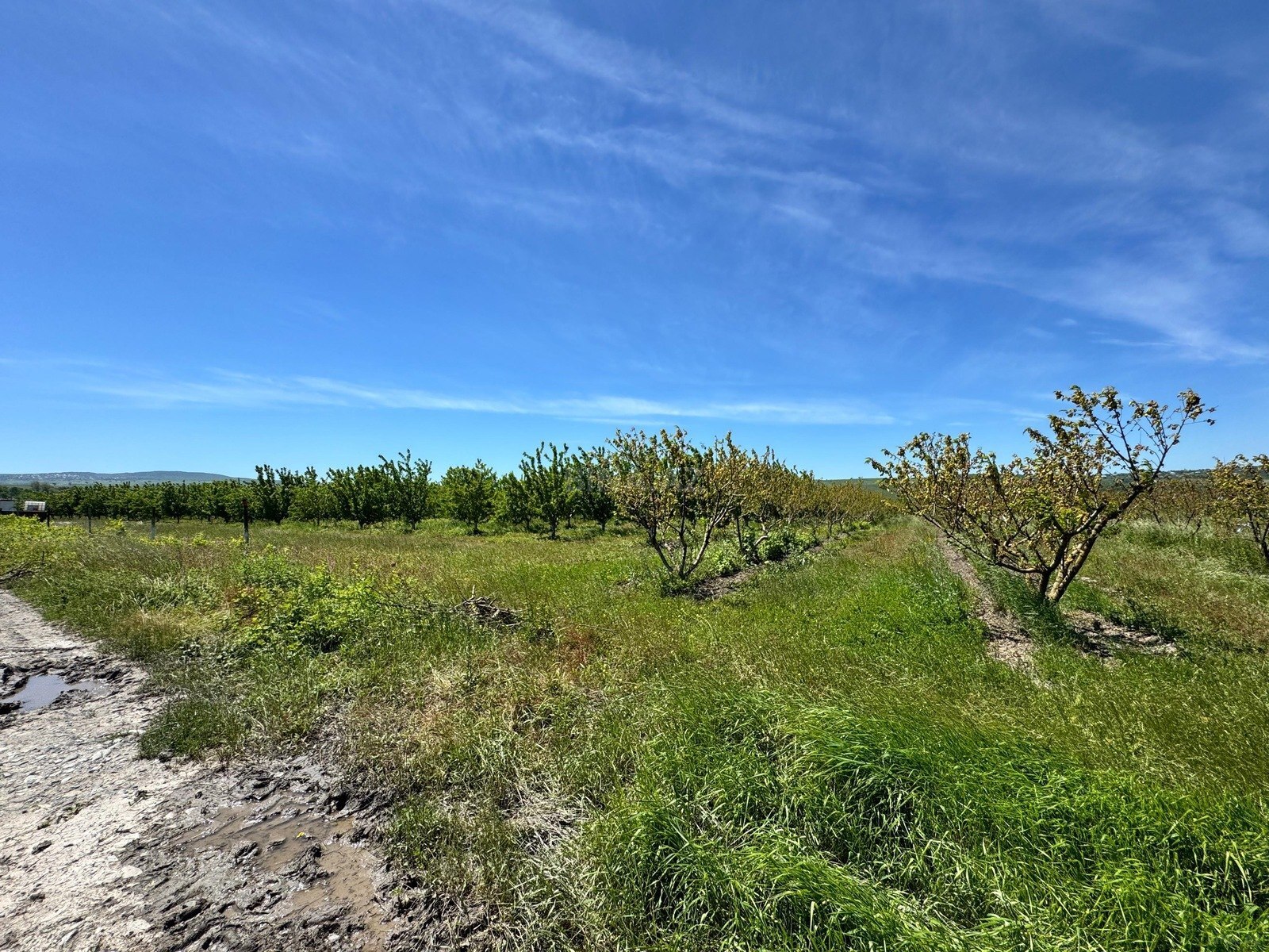 Land for sale, Ismayilli, Ismayilli