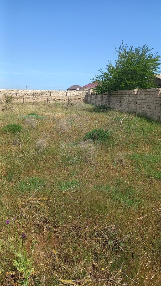 Torpaq satılır, Türkan, Bakı