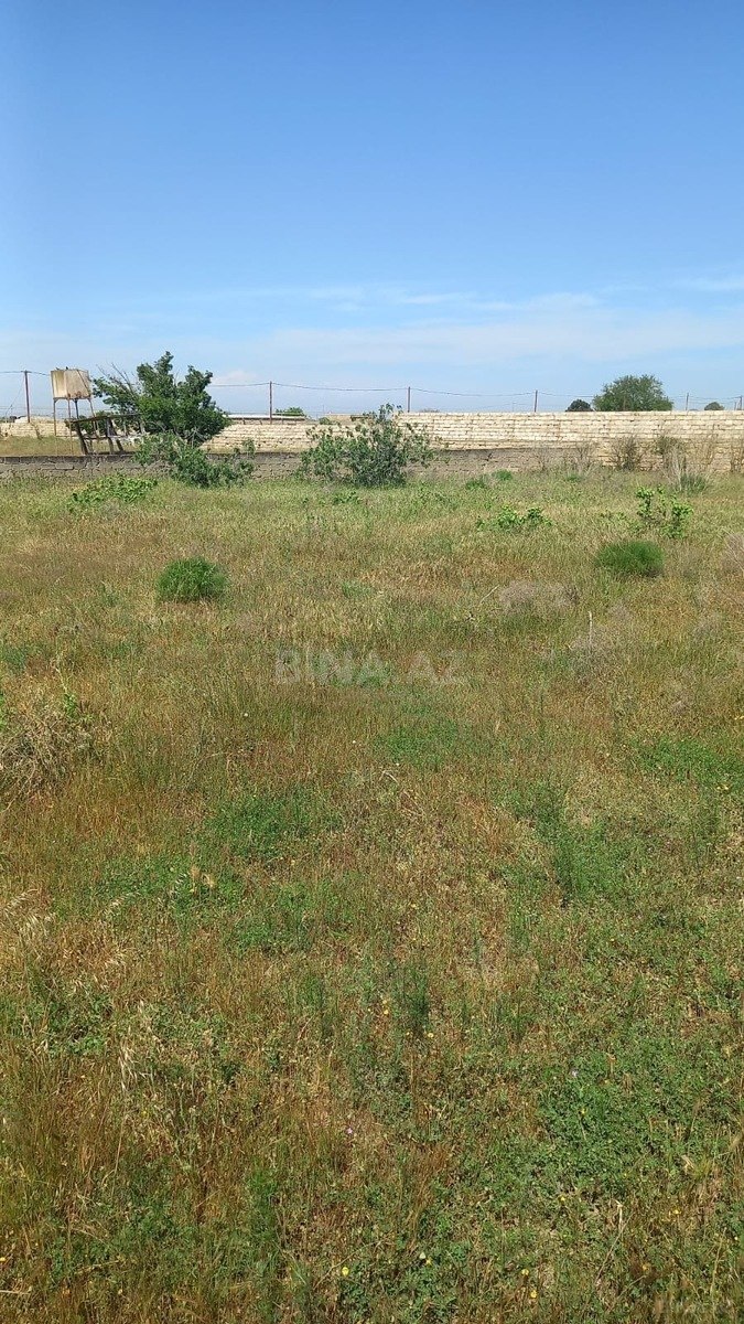 Torpaq satılır, Türkan, Bakı