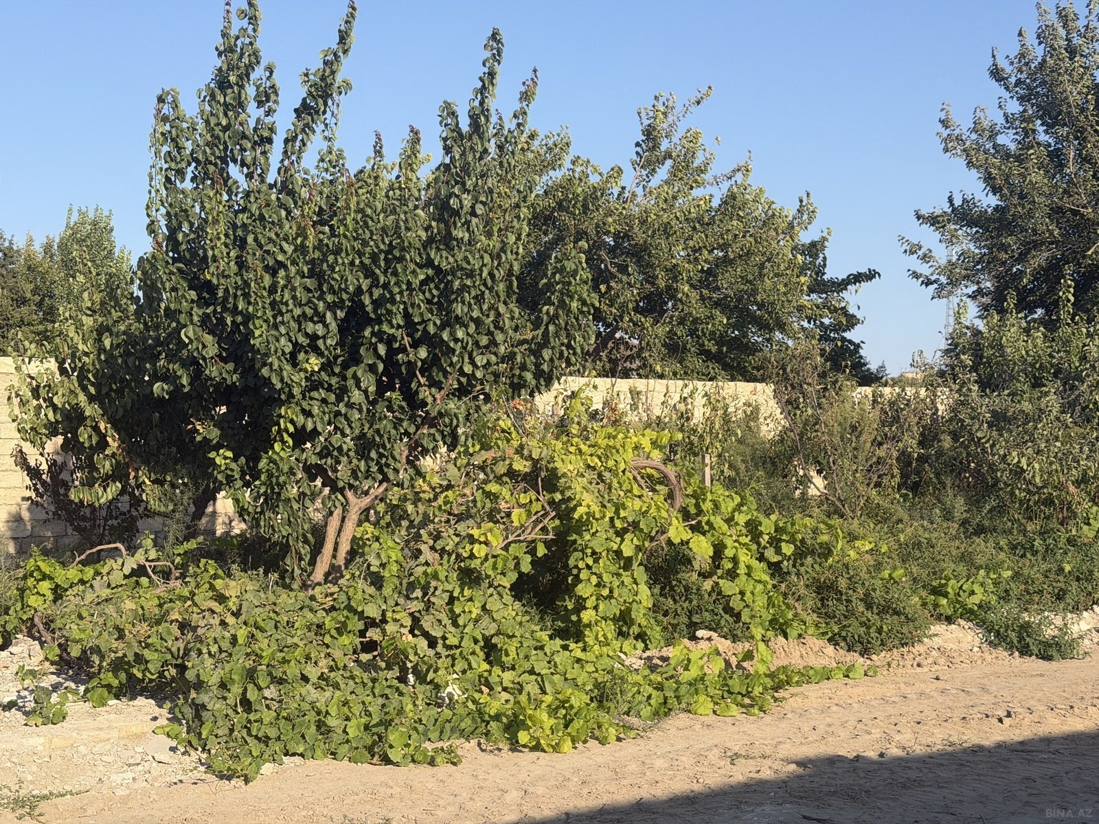 Torpaq satılır, Bilgəh, Bakı