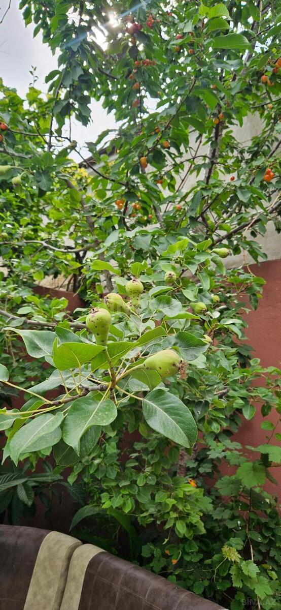 4 otaqlı Həyət evi/Bağ evi, Binə q., Bakı