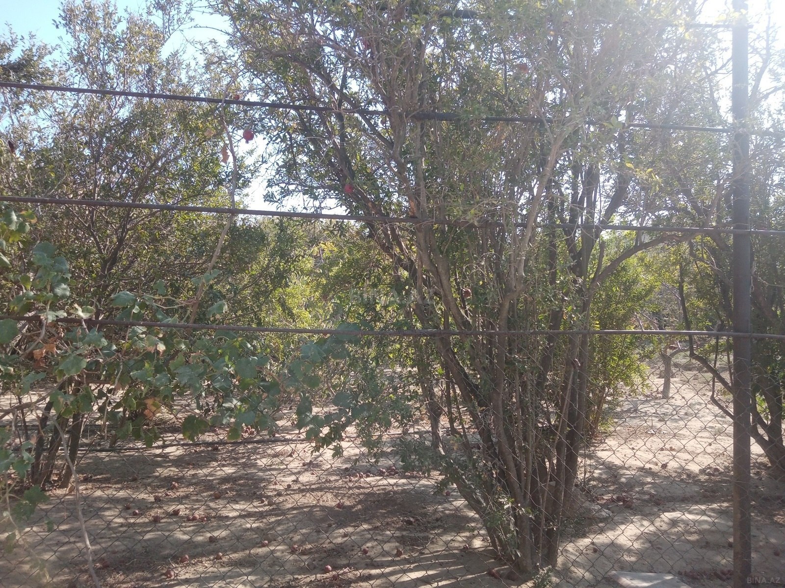 Torpaq Lökbatan q., Bakı
