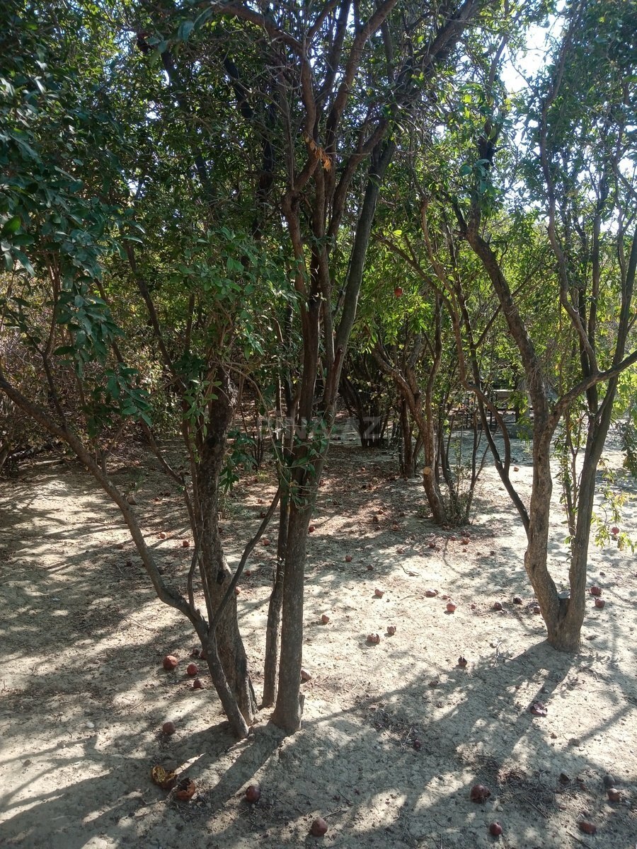 Torpaq Lökbatan q., Bakı