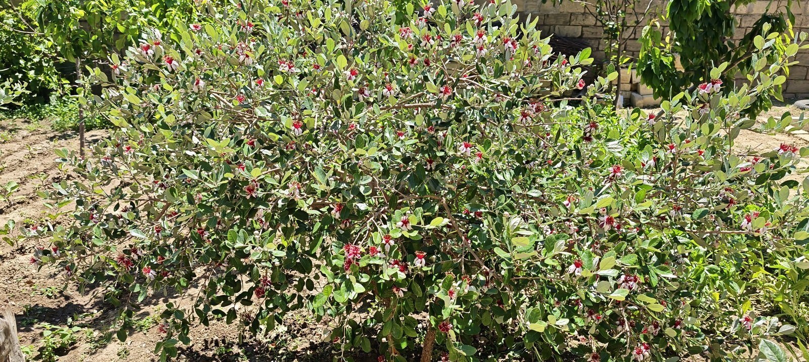 14 otaqlı Həyət evi/Bağ evi, Mehdiabad q., Bakı