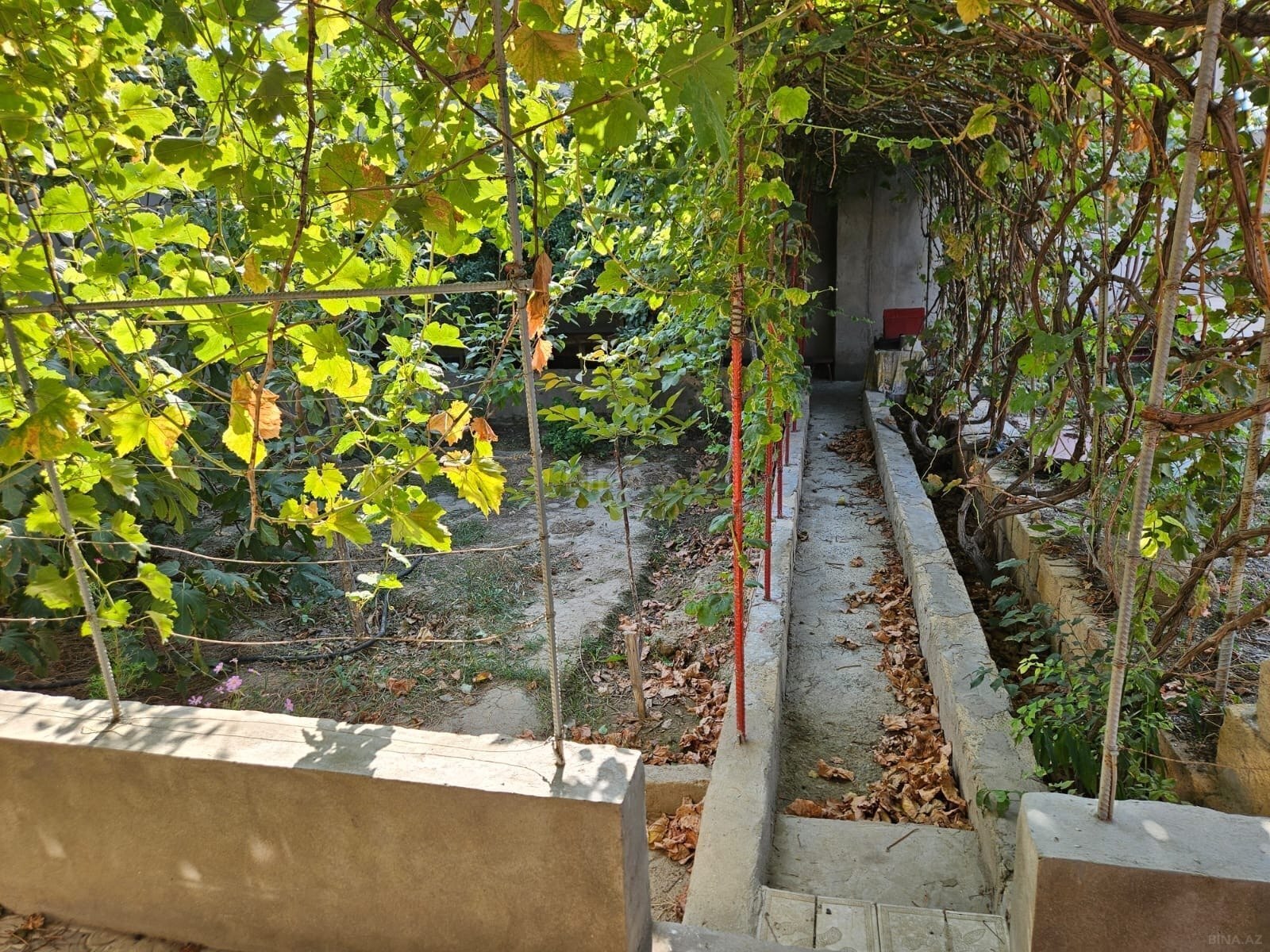 Torpaq Abşeron r., Bakı
