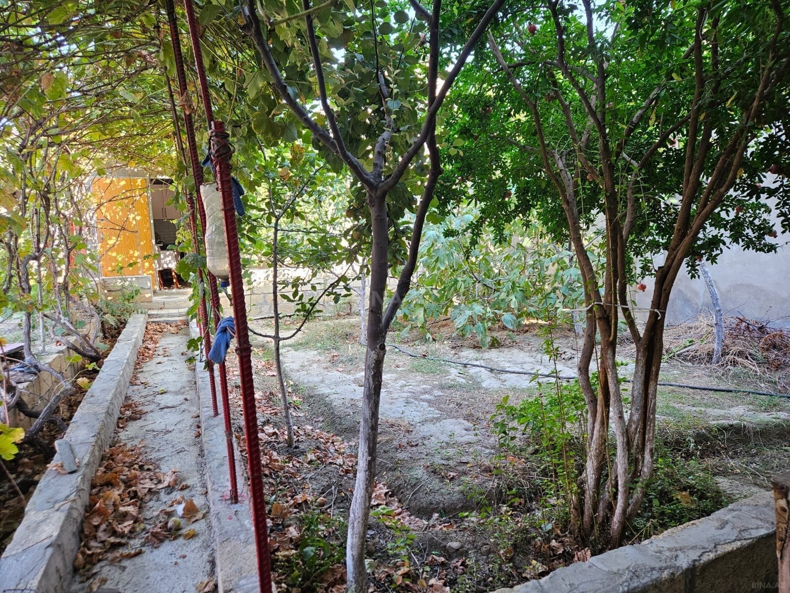 Torpaq Abşeron r., Bakı