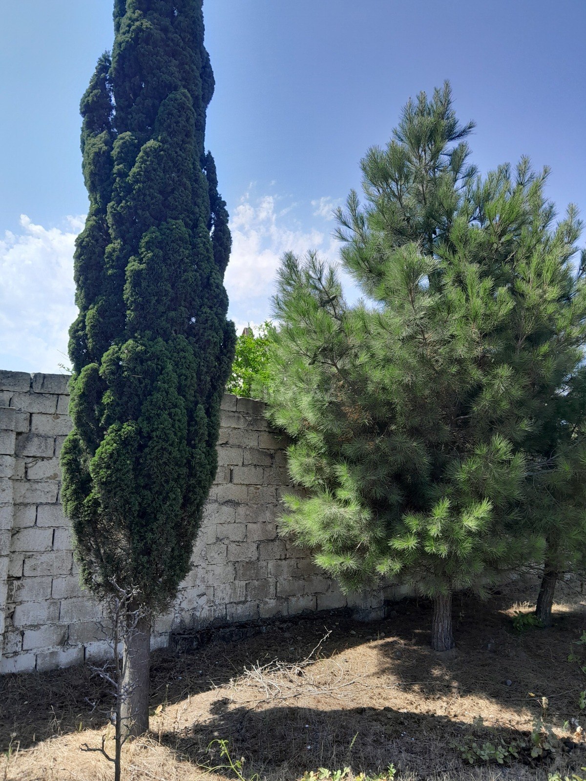 Torpaq Görədil q., Bakı