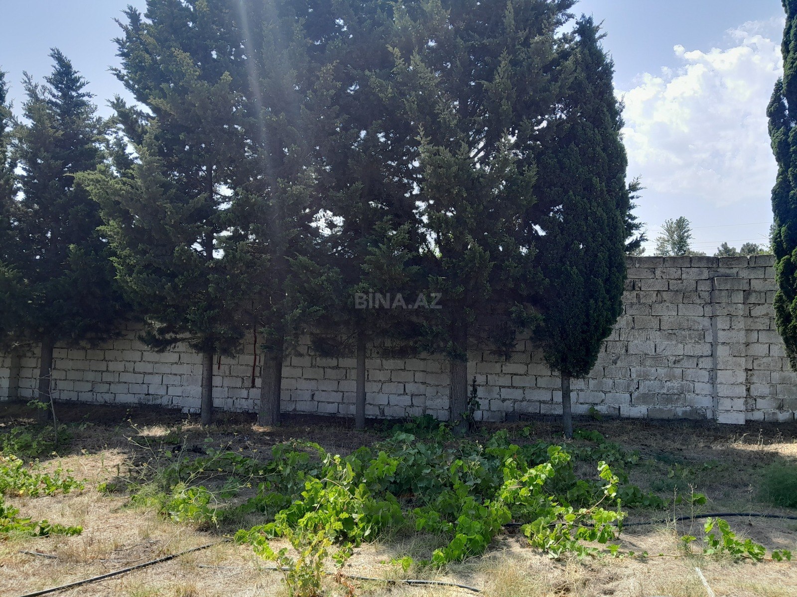 Torpaq Görədil q., Bakı