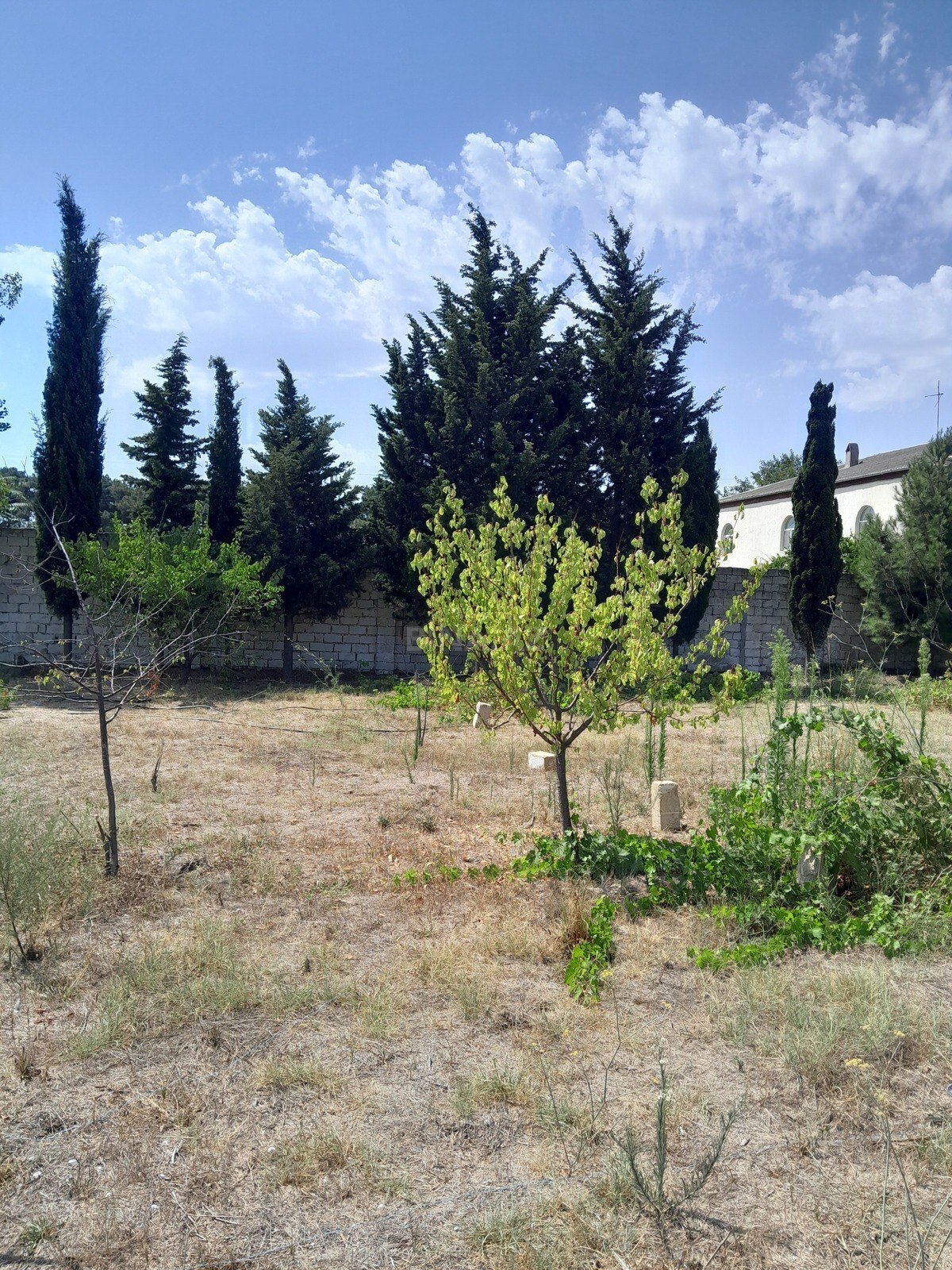 Torpaq Görədil q., Bakı
