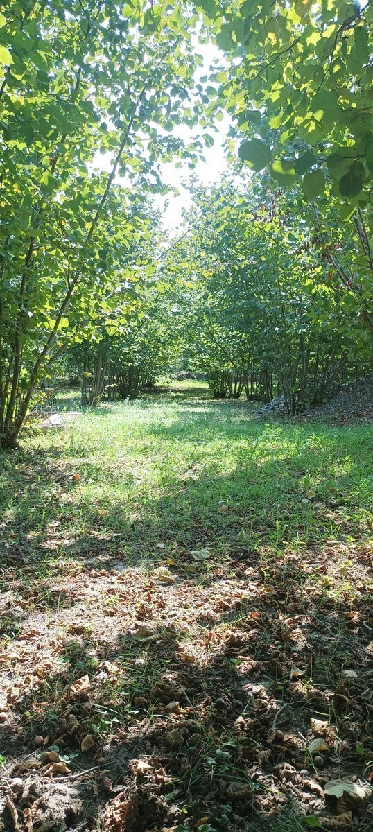 Torpaq Qusar