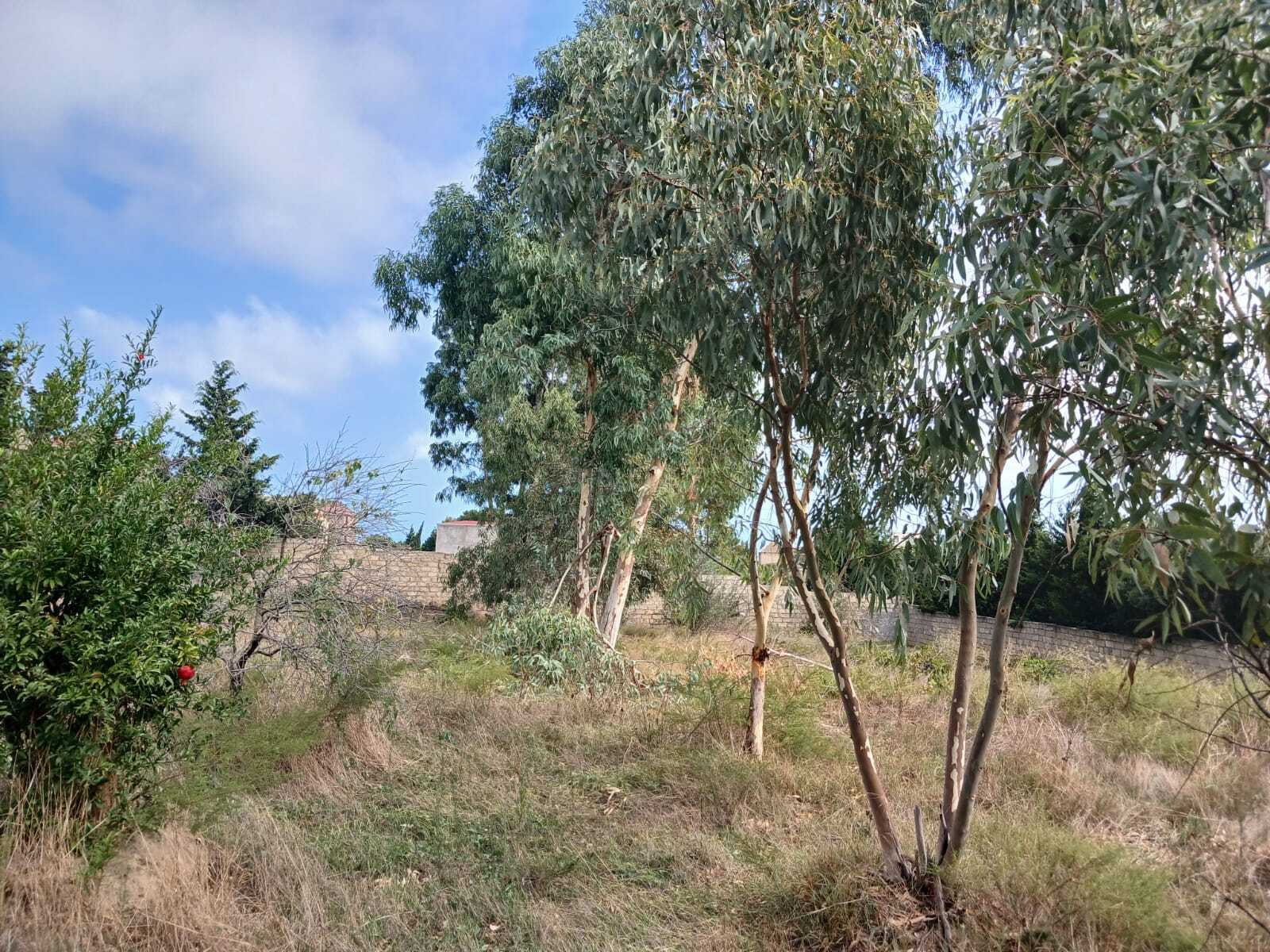 Torpaq Nardaran q., Bakı