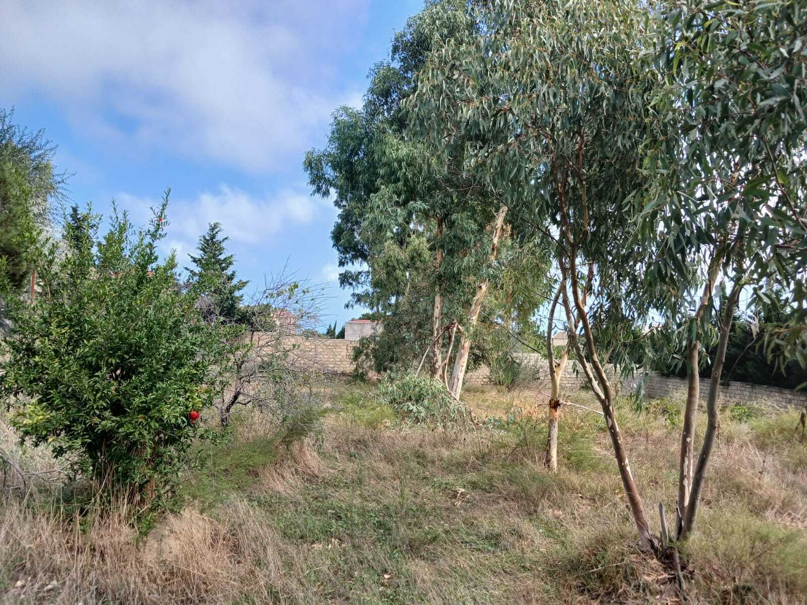Torpaq Nardaran q., Bakı