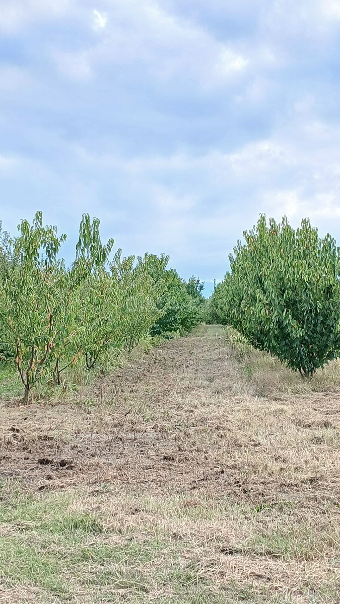 Torpaq Quba