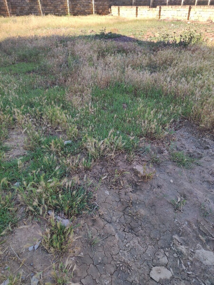 Torpaq Mehdiabad q., Bakı