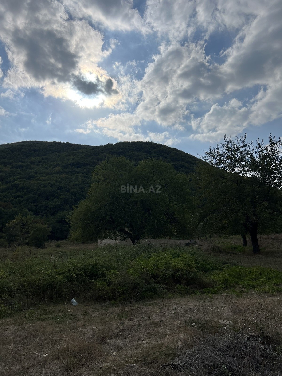 Torpaq Şamaxı