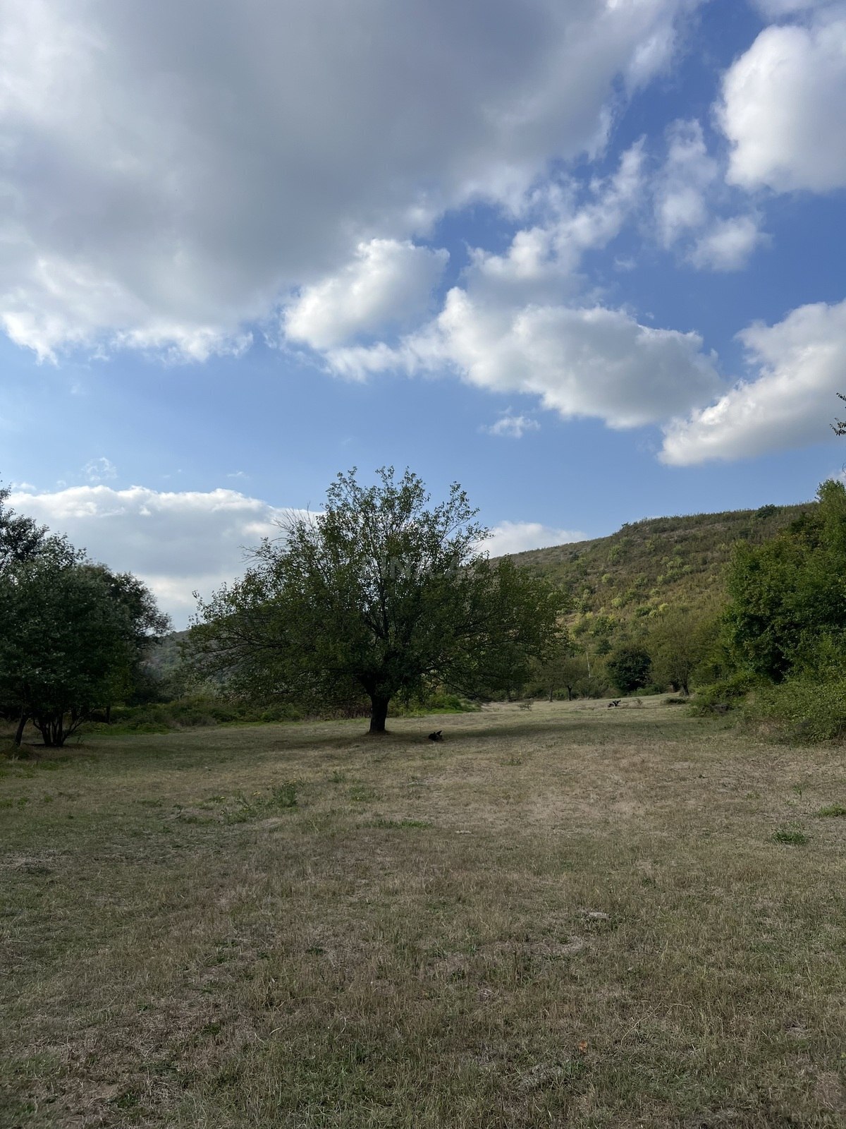 Torpaq Şamaxı